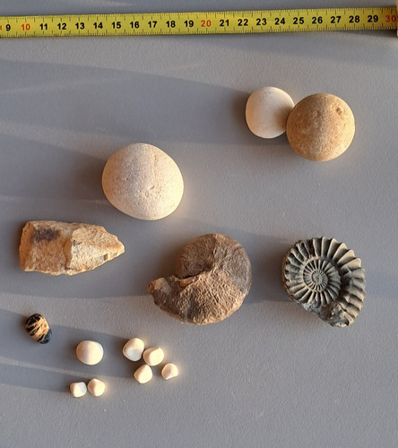 Lot fossiles ammonite - lot,