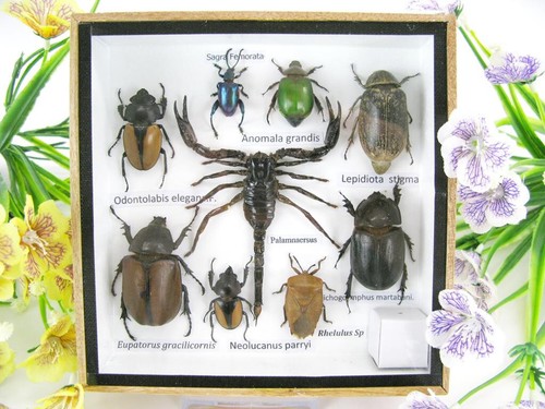 Insectes exotiques réel - insectes,