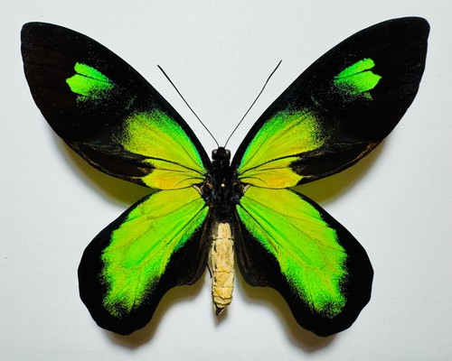 Fantastic ornithoptera - fantastic,