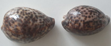 Lot 2 Coquillages CYPRAEA