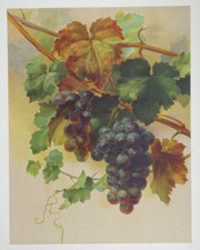 Vigne Lithographie originale