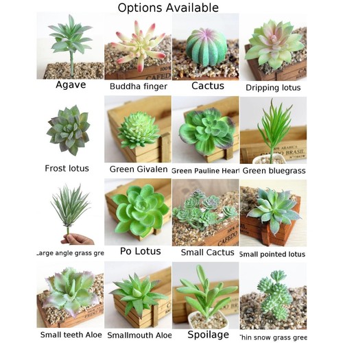 Plante for succulente - , en