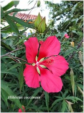 Hibiscus coccineus ° rustique °  1 plant