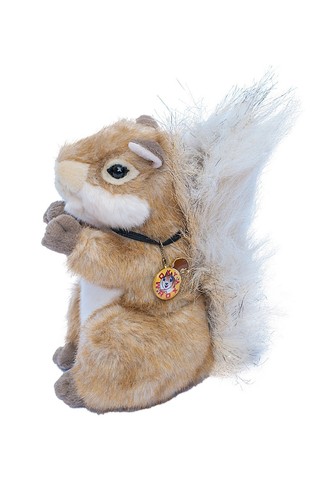 Charlie the squirrel - squirrel,, a