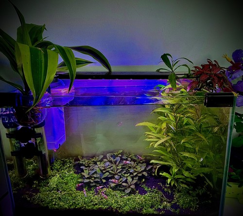 Promo lot plantes aquarium - promo, 25