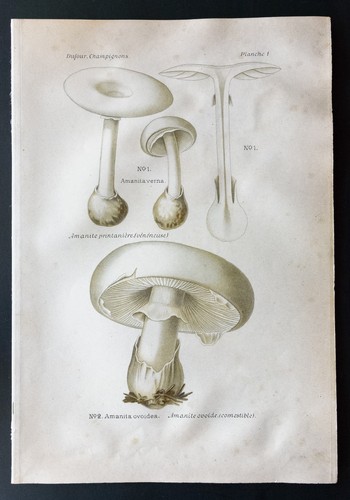 1891 planche couleur - planche,