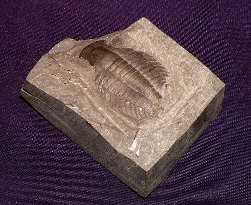 Trilobit chine fossil - trilobit, chine,