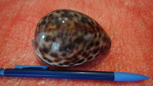 Cypraea tigris mm et - cypraea,