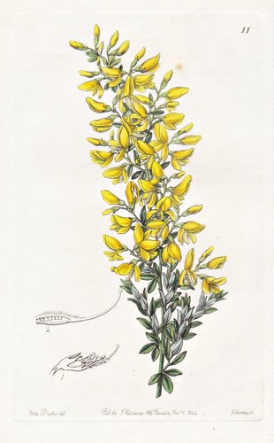 Genista virgata madeira fleur - genista,