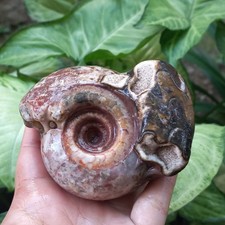 280GR AMAZING EXTREME UNIQUE