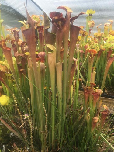 Lots plantes carnivores - lots,