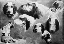 ETUDES de CHIENS (ROSA