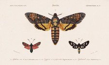 Acherontia Atropos Papillon Gravure En Acier Orbigny 1849
