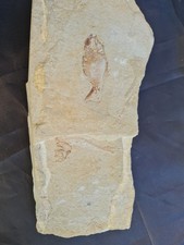 FOSSILE COQUILLAGE POISSON DANS LA ROCHE