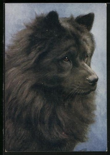 Carte postale chow - chow,