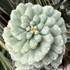 Cereus peruvianus SPIRALIS