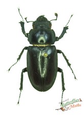 Lucanus Szetschuanicus