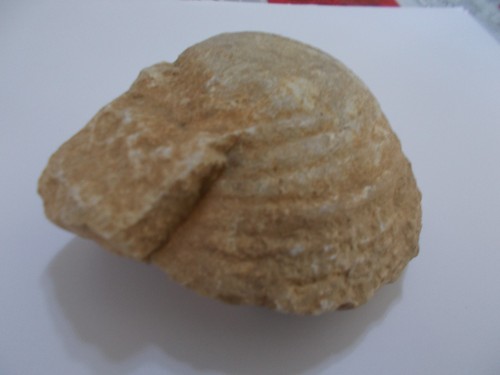 Bivalve fossile coquillage - bivalve,