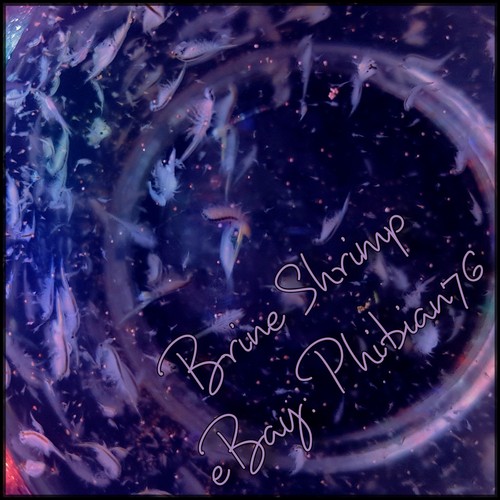 Live brine shrimp artemia - -,