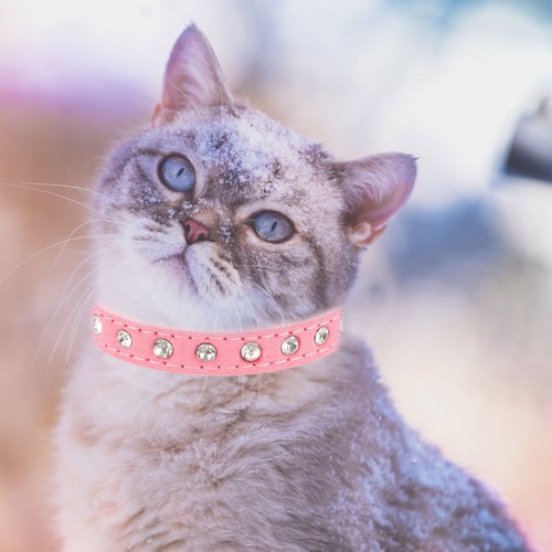 Collier décoratif pour chien - pour,