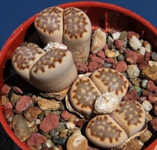 15 Graines de Lithops Julii - Plante grasse - seeds - cactus