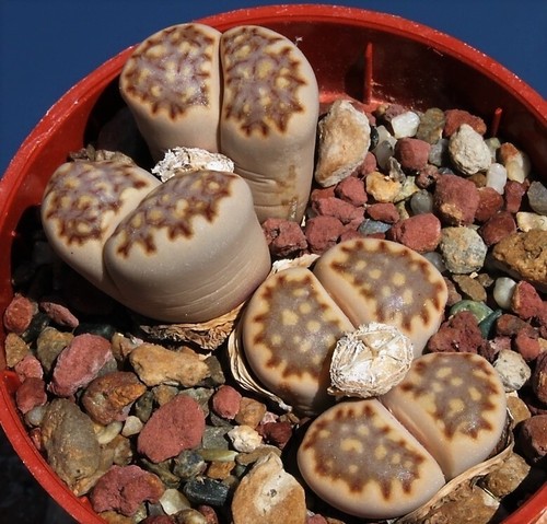 Graines lithops julii - de,