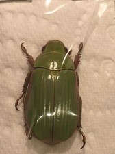 Chrysina Tricolor Rutelinae/Rutelidae Ref 3121