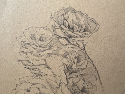 Dessin ancien etude roses - ancien,
