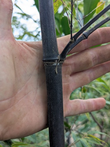 Black bamboo phyllostachys - black,
