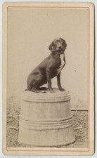 CDV 1870-80. Chien assis sur un bac à lessive.