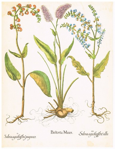 Salvia bistorte planche - salvia, &