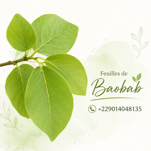 Les feuilles baobab - feuilles, de