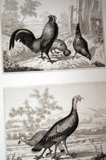 OISEAUX BUFFON GRAVURE COQ