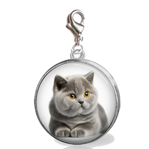 British shorthair kitty cat - shorthair,