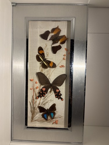 Cadre papillons naturalisés - papillons,