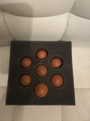 Fertile maran hatching - 12+,