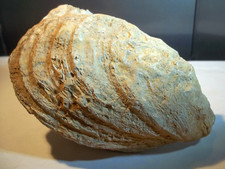 FOSSILE. HUITRE COMPLÈTE CRASSOSTREA LONGIROSTRIS.   Île de France.   Stampien.