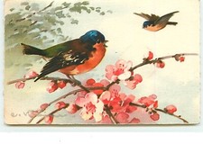 C. Klein - Oiseau - 14902