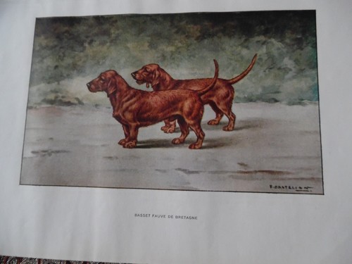 Gravures chien de - de,