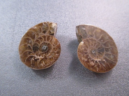 Pair madagascar ammonite - madagascar,