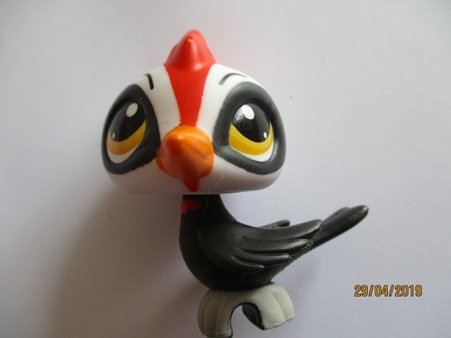 Petshop oiseau pivert 3571 - oiseau,