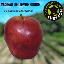Pommier Museau De Lievre Rouge