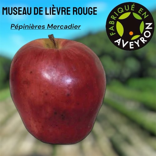 Pommier museau lievre - pommier,