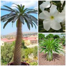 10 graines Pachypodium lamerei