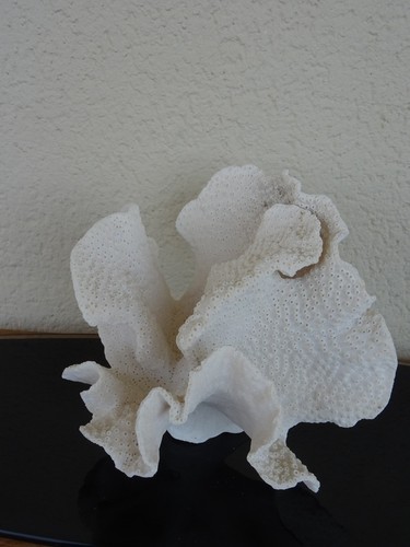 Corail blanc ancien - ancien, tres