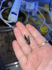 LOT DE 15 MELANOIDES