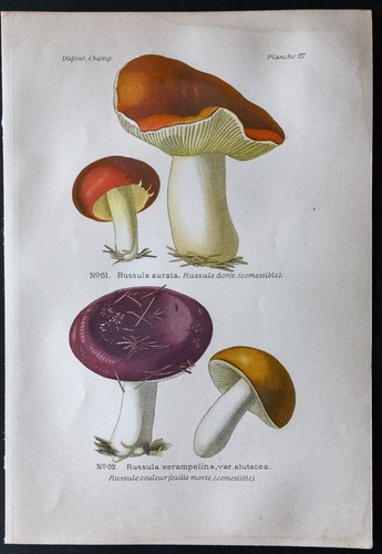 1891 planche couleur - planche,