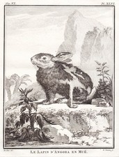 Angora Lapin Animaux Gravure