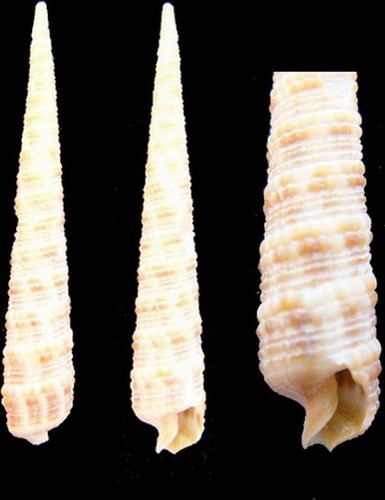 Coquillage collection - coquillage,