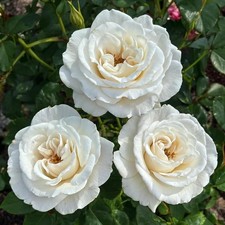 Rosiers rustiques en pot - Lot
